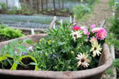 Harmonische Bepflanzung mit Hecken, Gehölzen und Stauden im Garten